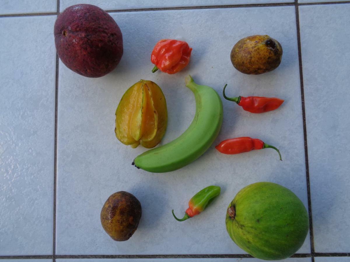 德赛Jardin Bananier公寓 外观 照片